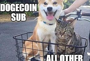 Why I love it here#dogecoin #doge #crypto #cryptocurrency #investing #money