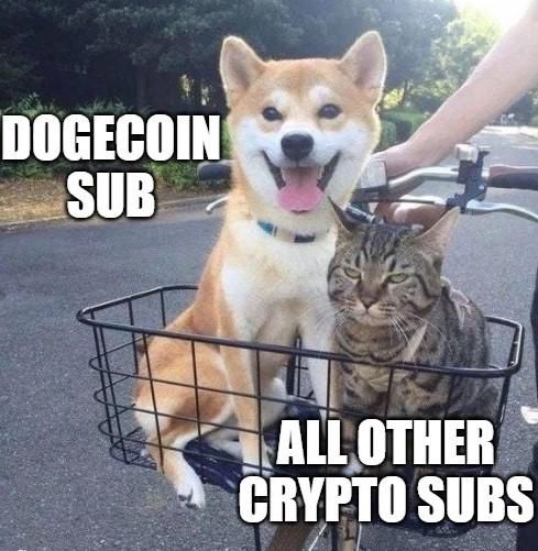 Why I love it here#dogecoin #doge #crypto #cryptocurrency #investing #money 