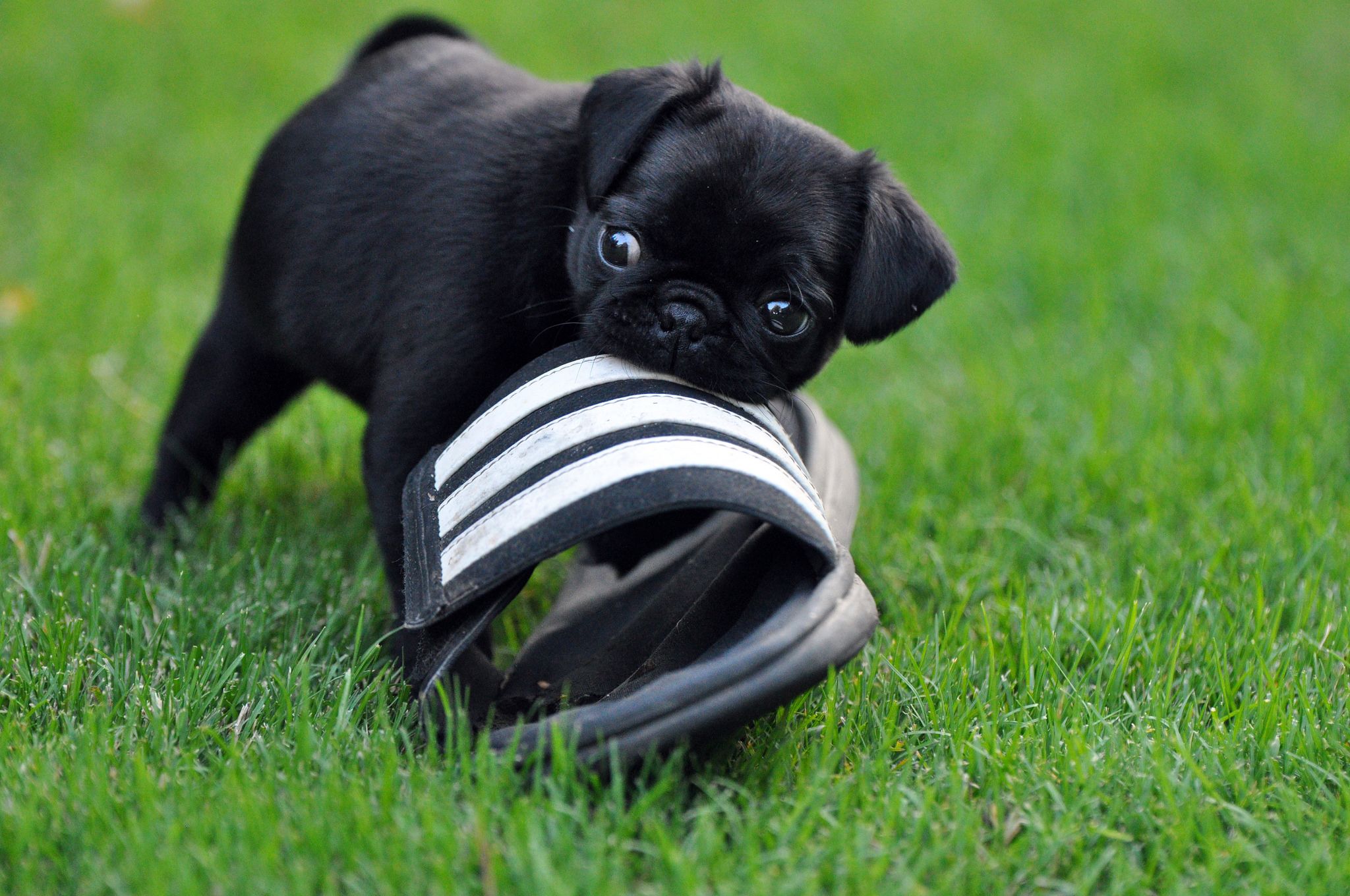 Just like people, dogs are living, breathing, thinking and feeling animals…