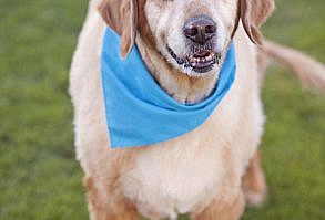 After he got sprung from a shelter, Rocky moved into the memory care unit of an assisted living facility on a full-time basis. There, the golden retriever helped and supported a group of women with dementia. Copyright Lori Fusaro/“My Old Dog”