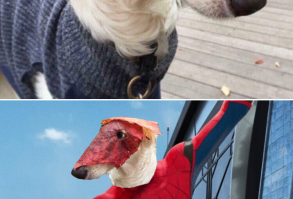 20 Winners of The Greatest Photoshop Battles Ever