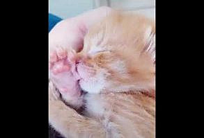 Kittens are cute. A simple statement, but it covers such a deep field because kittens can be cute in so many ways. There are the daring older kittens who love to pounce and play, making cat lovers silly over their cute antics. At just a few weeks old, kittens are …