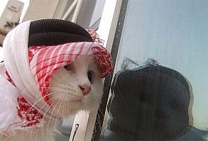 arabic cat (: