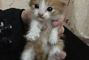 even more kittens at the link in the description!