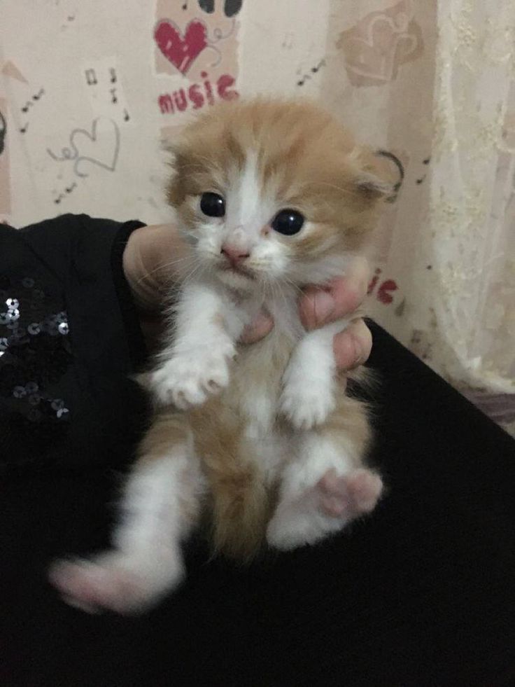 even more kittens at the link in the description!