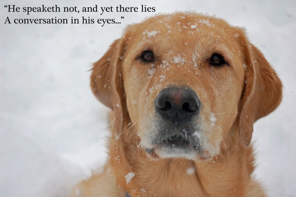 dog quotes - Yahoo Search Results