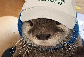 einstürzende neuböltōn, esq. 🇮🇹👑 on Twitter: