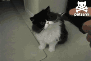 Seen dog play dead,but not a cat. How cute