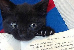 "literature is my utopia." - helen keller