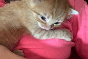 click on the title of the post and get even more kittens!