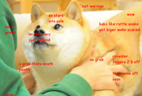 wow so doge