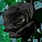 zwarte  roos