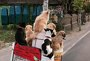 Donde viajar con tu perro Disfrutar de unas vacaciones en familia, desde mi punto de vista, debe incluir a nuestras mascotas. El problema es a dónde viajar con tu perro. Parece poca cosa pero para quienes consideramos a…