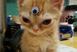 Весёлые коты (40 фото)