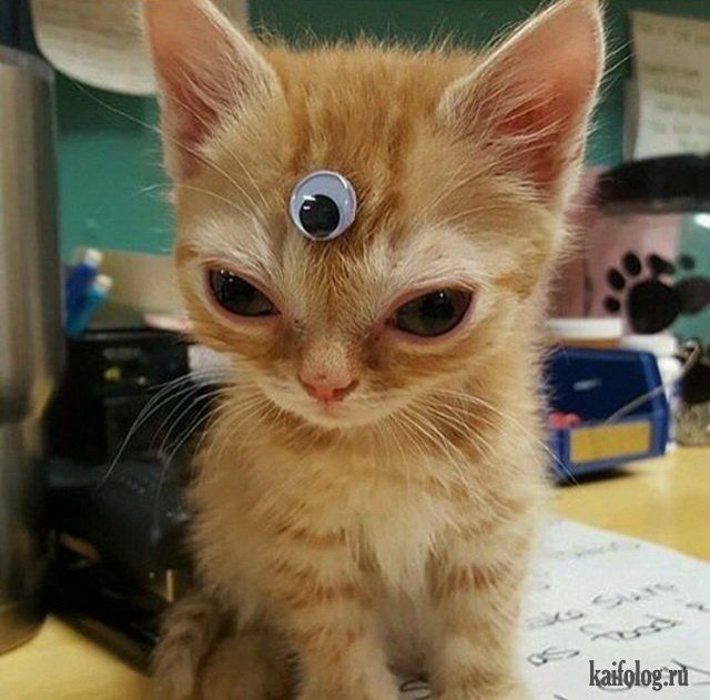 Весёлые коты (40 фото)