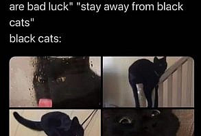 ᴛʜᴇ ʜᴏʀʀᴏʀ ɢᴀʟʟᴇʀʏ on Instagram: “Do you have a black cat? What’s their name ! 🐾”