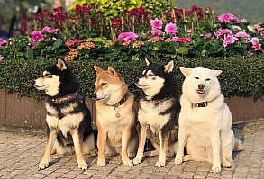 Funny-Photobombing-Shiba-Inu-Dog-Photos