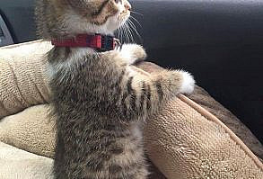 #wattpad #fanfic ¿Cómo sería si estuvieras en el grupo de chicas más famoso de Corea?  Descúbrelo en este