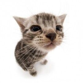 ─────────────