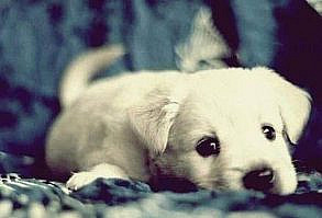 最も可愛い子犬の犬種ランキング（可愛い動画ランキングと画像集） : なんでも