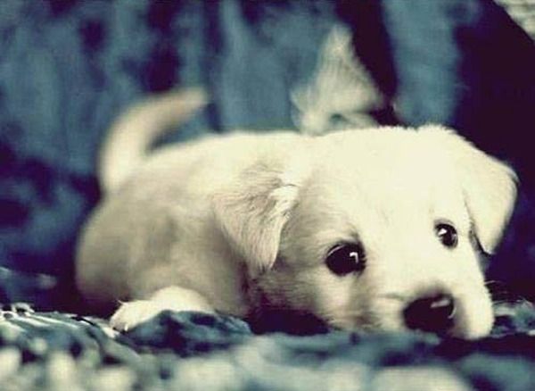 最も可愛い子犬の犬種ランキング（可愛い動画ランキングと画像集） : なんでも