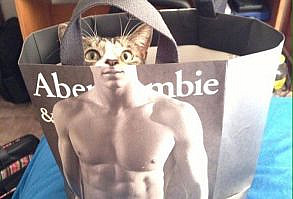 紙袋で筋肉ムキムキになった12匹の猫 | netgeek