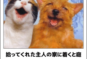 拾ってくれた主人の家に着くと庭に外車が４台あった