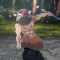 Demon Slayer Mugen Train GIF - Demon Slayer Mugen Train Infinite Train - Discover & Share GIFs