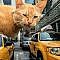 Artist Shows What It Would Be Like If The World Were Inhabited By Giant Cats (92 New Pics)