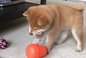 #shibainu #doge #dogecoin #dogvideos