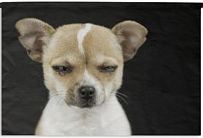 Hond met een bruine en witte kleur laat tranen vallen van verdriet. De hond is afgebeeld op een zwarte achtergrond. Dit hippe wandkleed past bij elk interieur!    Productinformatie✔ 98.9% van onze klanten is positief over 1001Tapestries!✔ Gemaakt van stevig en duurzaam materiaal✔ Leuk om aan je muur te hebben✔ Ideaal om je interieur van extra sfeer te voorzien✔ Scherpe afdruk met heldere kleuren✔ Inclusief ophangroedeOok op zoek naar een leuke manier om jouw woonkamer of slaapkamer te personaliseren? Ben je ook toe aan een vrolijke opvulling va