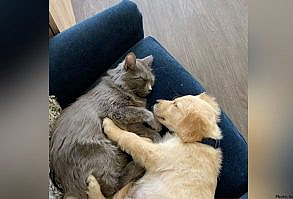 This Cat Was Obsessed With Dog Videos, So Owners Surprised Him With A Real-Life Puppy Brother