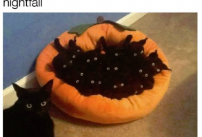 29 Animal Memes That Are Guaranteed to Make You Giggle - I Can Has Cheezburger? - Funny Cats | Funny Pictures | Funny Cat Memes | GIF | Cat GIFs | Dogs | Animal Captions | LOLcats | Have Fun | Funny Memes