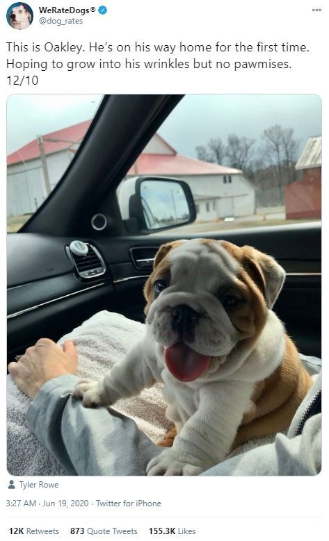 Most Wholesome Dog Rates Of 2020 (75 Rates) - I Can Has Cheezburger?