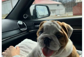 Most Wholesome Dog Rates Of 2020 (75 Rates) - I Can Has Cheezburger?