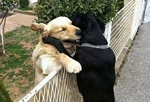 national dog day meme