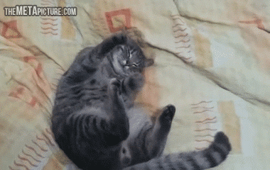 Other Funny Gifs gif-tv.tumblr.com/ And Funny Youtube Video - www.youtube.com/...