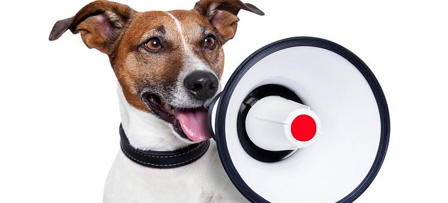 Le falta hablar, ¡es tan gracioso! ¿Cuántas veces has dicho esta frase refiriéndote a un perro o cuántas veces te...