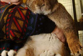 100% SPUN ANGORA Hand Knitting Yarn and HANDSPUN ANGORA, Canada: German Angora, French Angora, Lambgora, Natural Blends