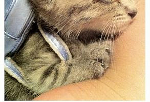 100 Tumblr Posts About Puppies And Kittens That'll Make Your Day Instantly Better