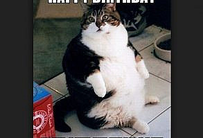 101 Funny Cat Birthday Memes for the Feline Lovers in Your Life