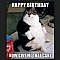101 Funny Cat Birthday Memes for the Feline Lovers in Your Life