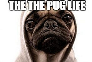 101 Cute Pug Memes -