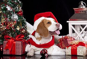 11 Santa Dogs - 11 karácsonyi kutya - Megaport Media