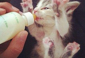 12 Adorable Kittens Enjoying Their Bottle of Milk - I Can Has Cheezburger?