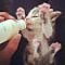 12 Adorable Kittens Enjoying Their Bottle of Milk - I Can Has Cheezburger?
