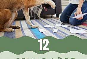 They May Bark, Howl, Whine, And More. Excessive Barking Is Considered A Behavior Problem. Training Is Key. Teaching Your Dog To...Read More Here! #DogTrainingAdviceTips #DogBehavior #DogTraining