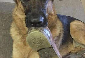 12 Naughty German Shepherds Who Didn’t Expect You’d Be Home So Soon – The Paws