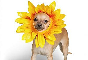 13 Of The Most Funny Dog Costumes That Will Make You Laugh Till You  Cry