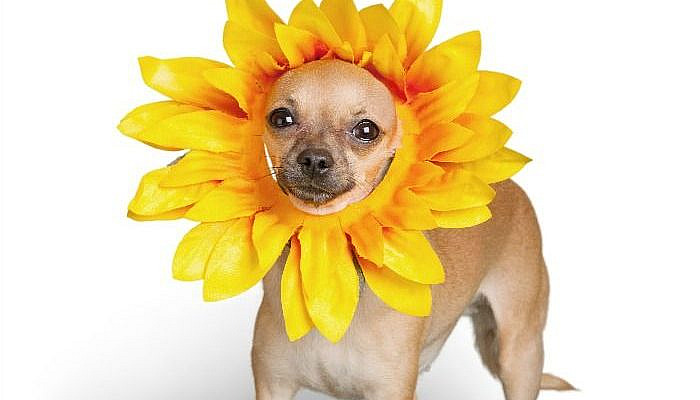 13 Of The Most Funny Dog Costumes That Will Make You Laugh Till You  Cry